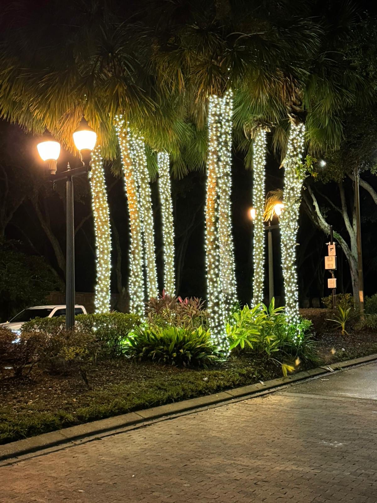 Palm trees wrapped in lights