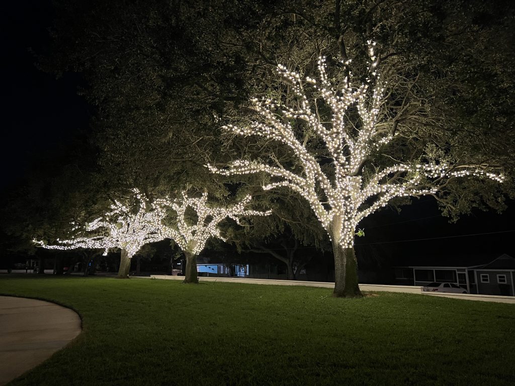 tree wrap lighting at night
