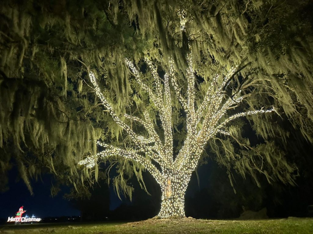Oak tree wrapped in lights