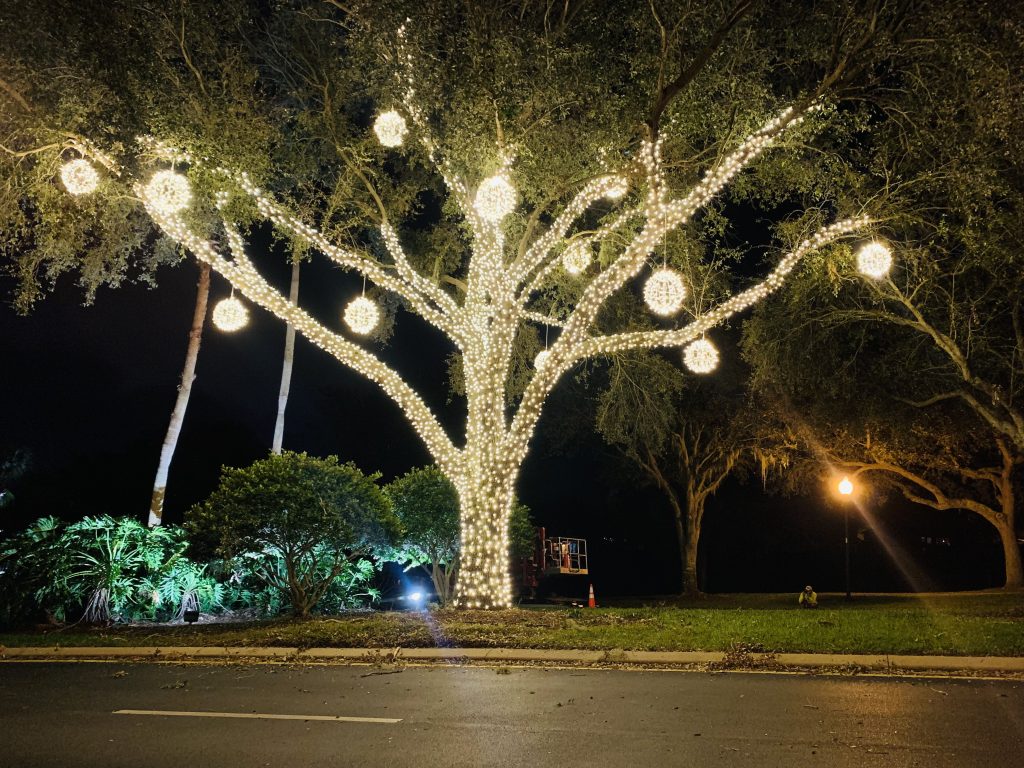 Oak tree with Christmas lights